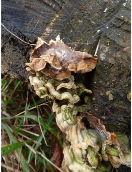 Fruit bodies on beech in the New Forest, UK.
